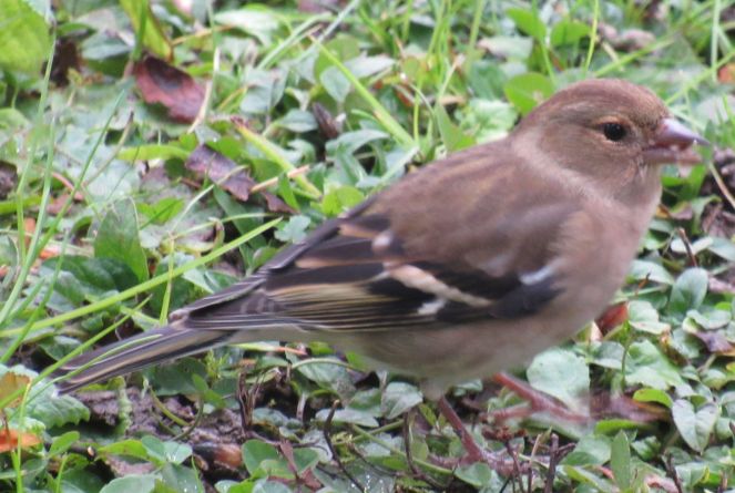 chaffinchmrscrop