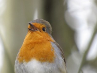 robin2
