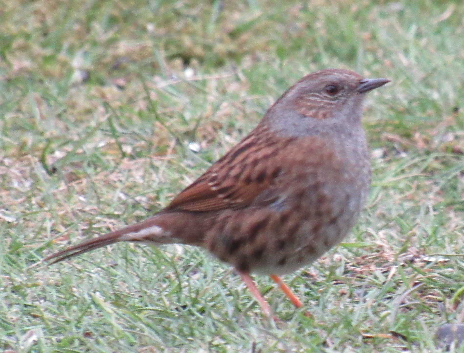 Dunnock