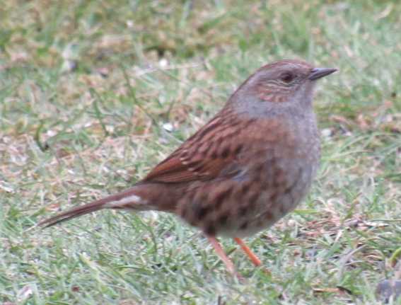 Dunnock