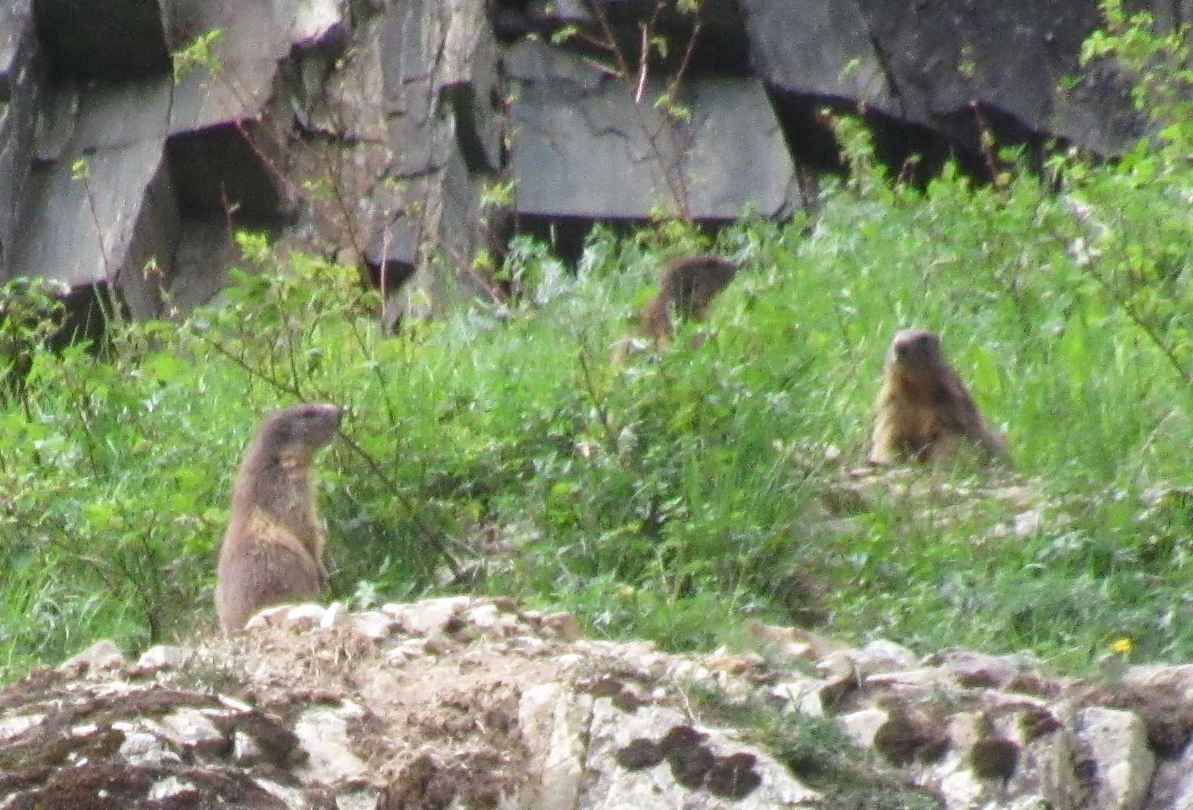 Marmots