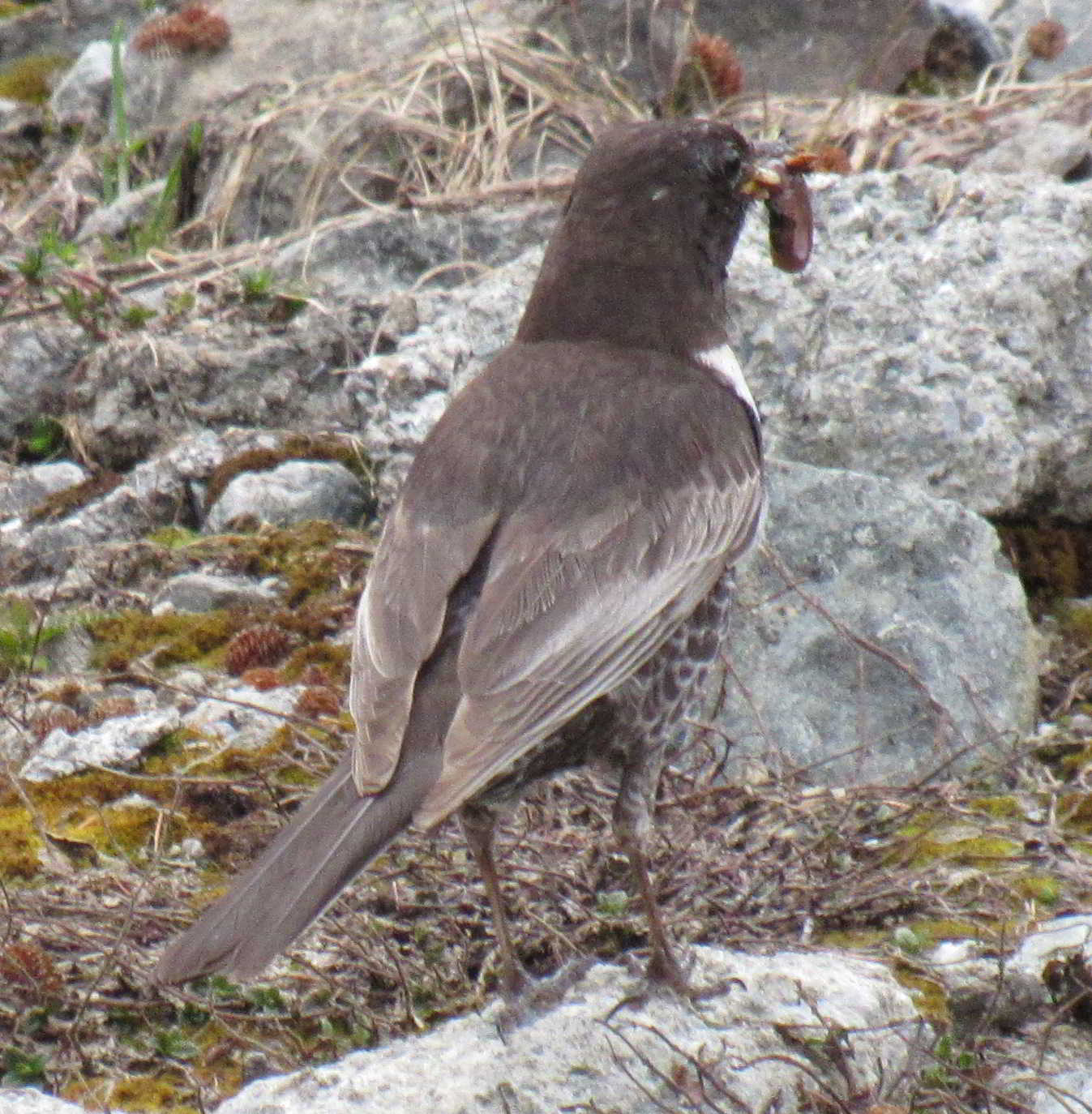 RingOuzel4
