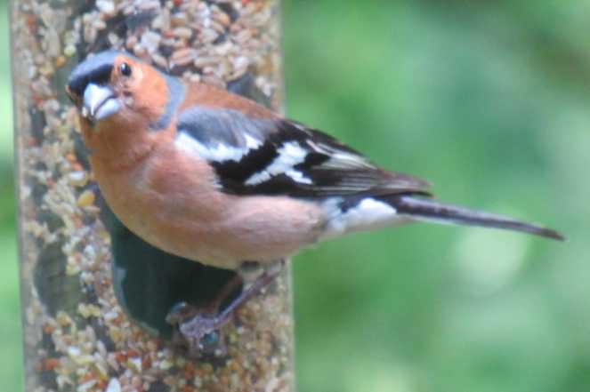 Chaffinch - Loch of the Lowes