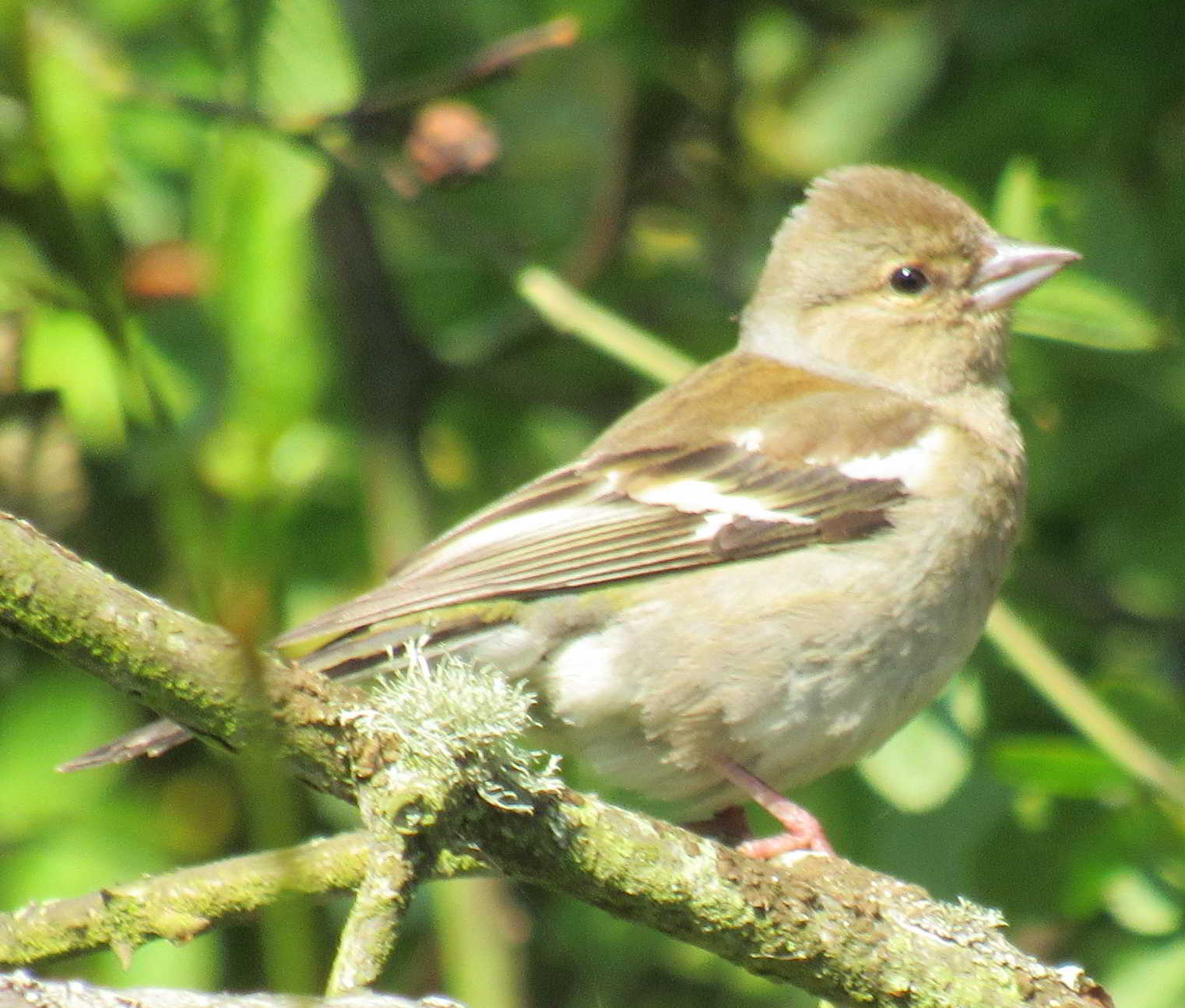 ChaffinchF easthaven