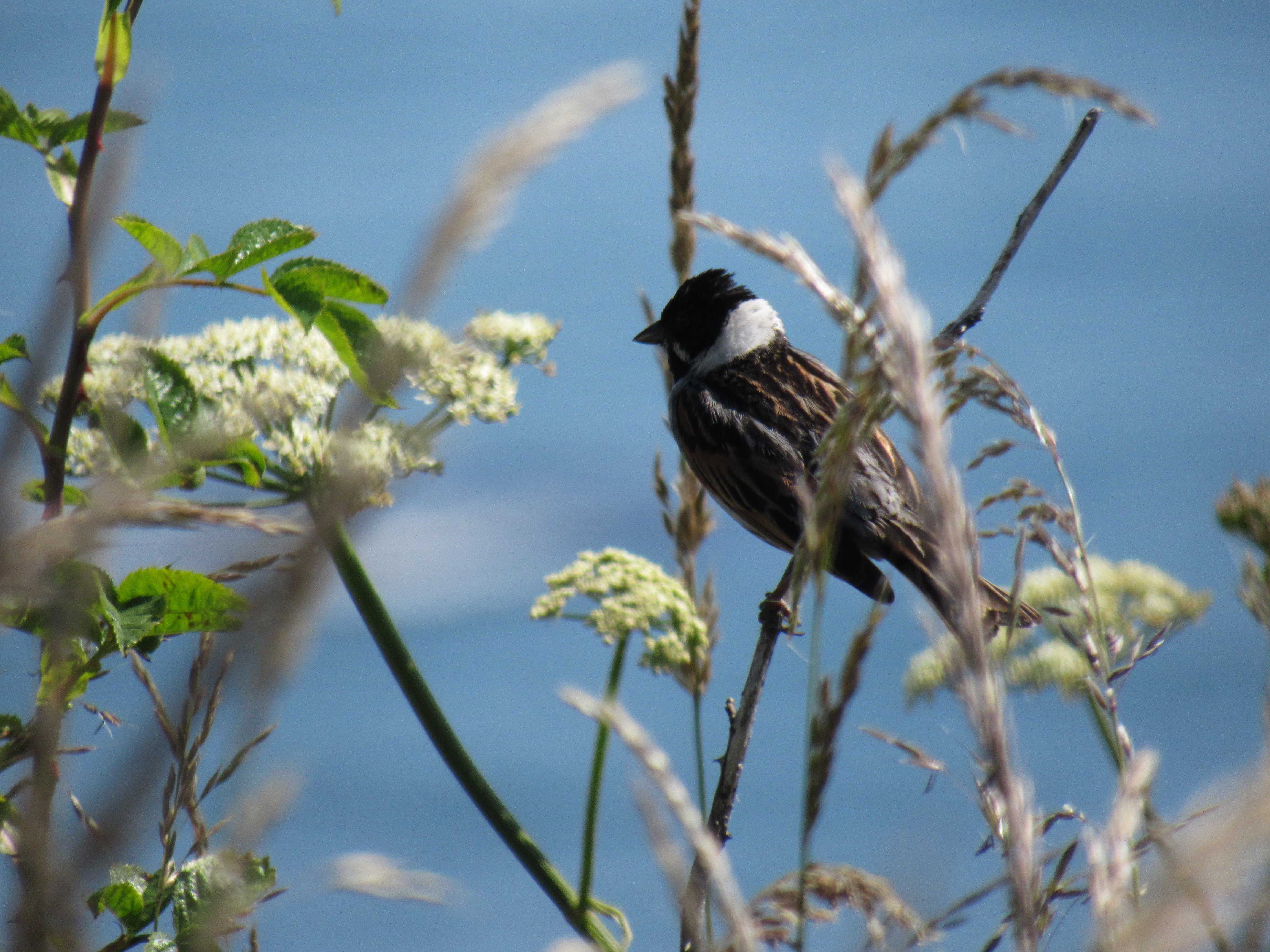 Reed bunting Summer
