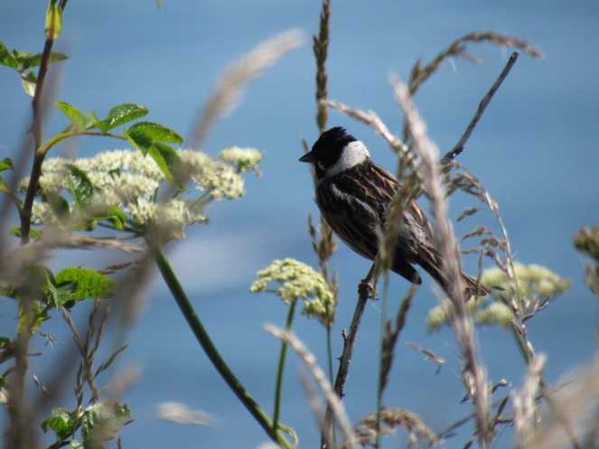 Reed bunting Summer