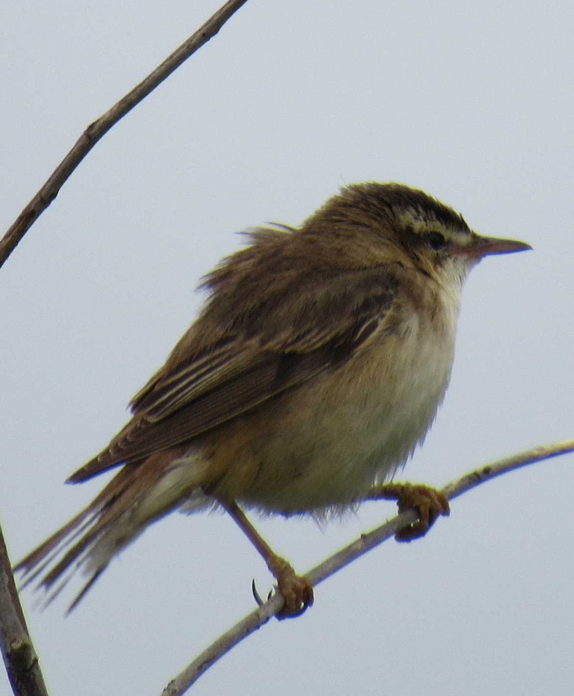 Reed warbler EastHaven