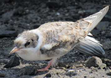 Arctic Tern chick
