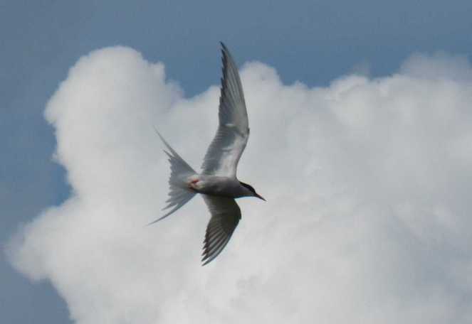 Arctic Tern flying