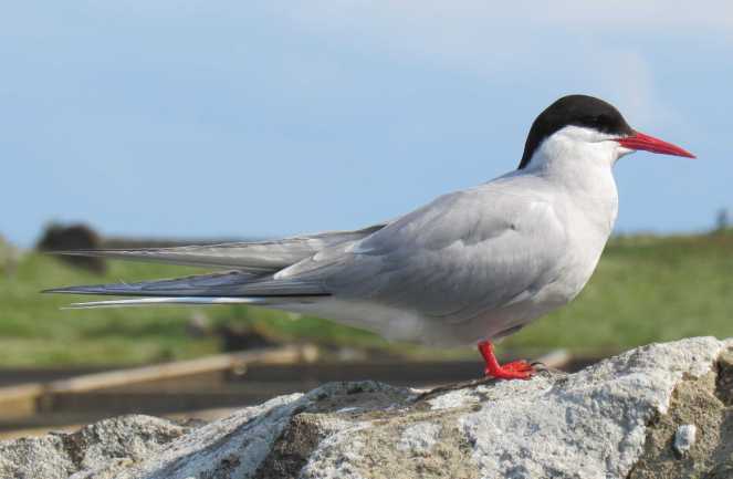 Arctic Tern Stood
