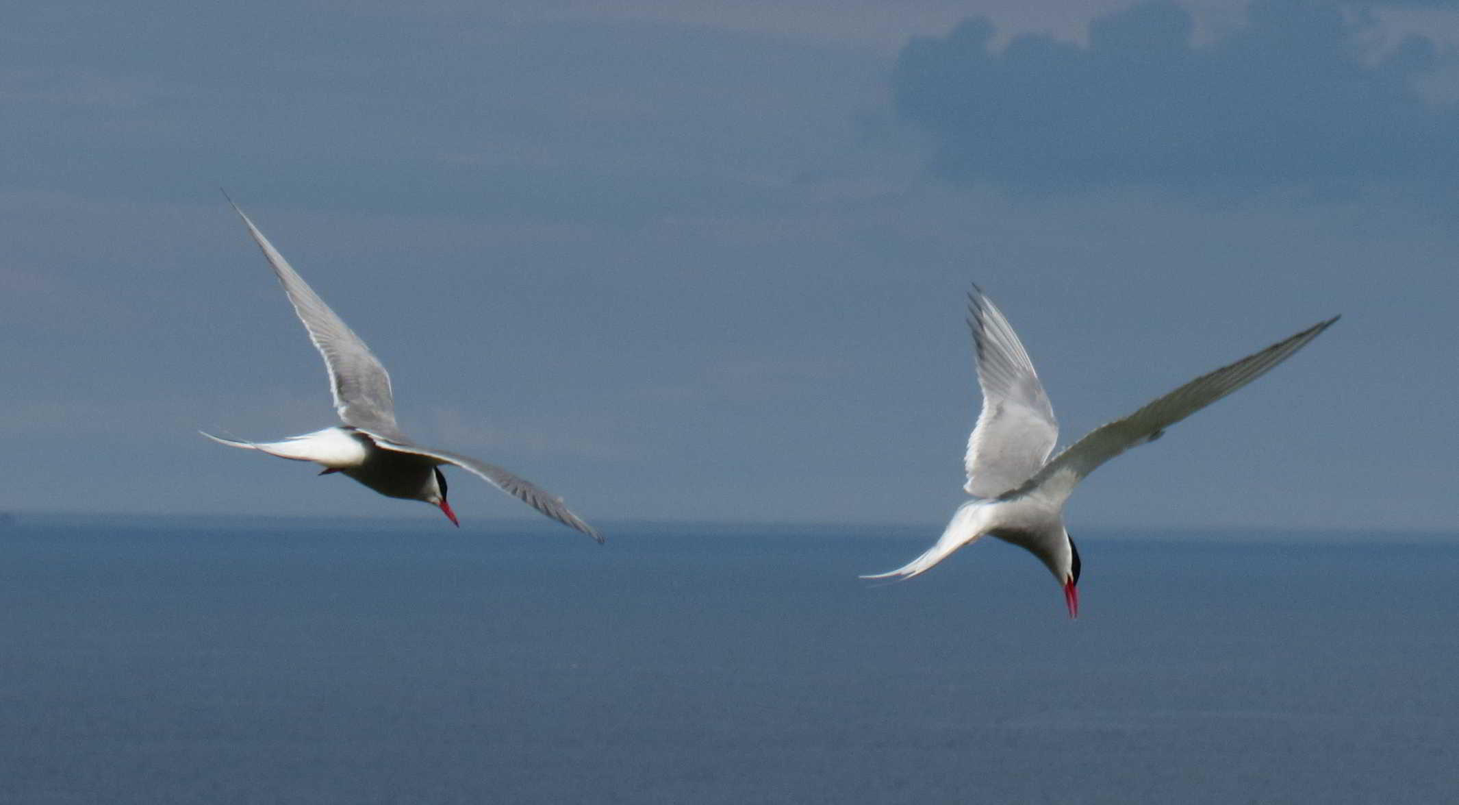 Arctic Terns protecting young