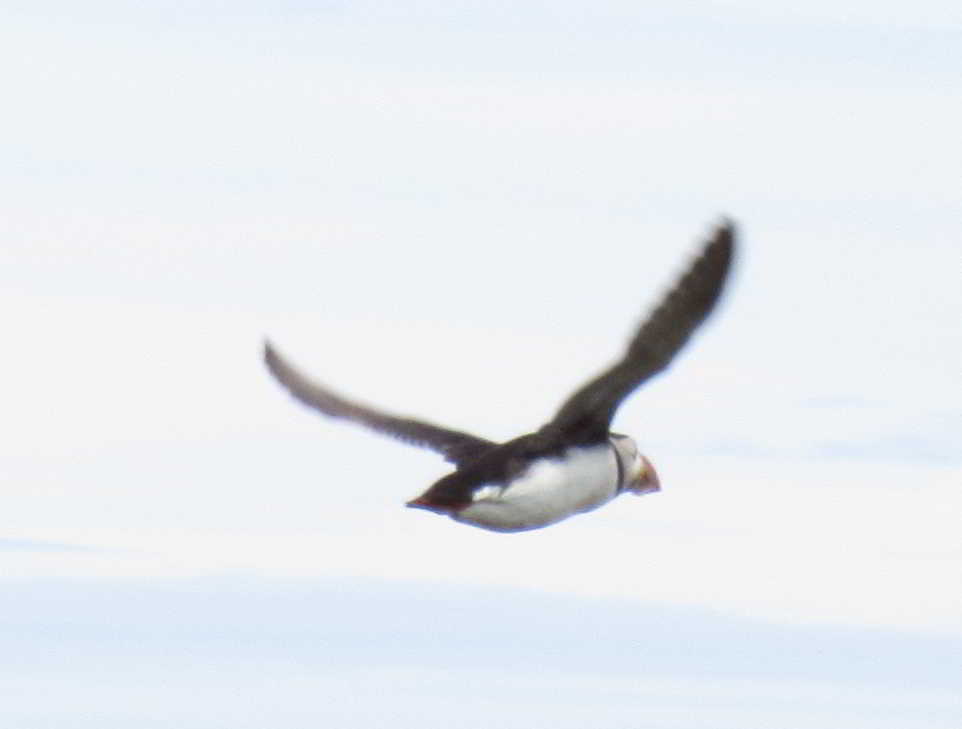 One Puffin flying